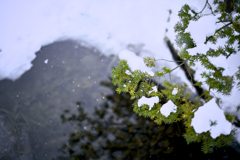 雪降る小池