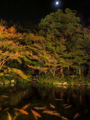 紅葉と月下を楽しむ池の鯉