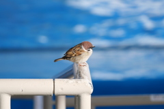 水族館の雀