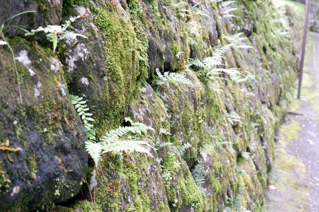 苔むした岩