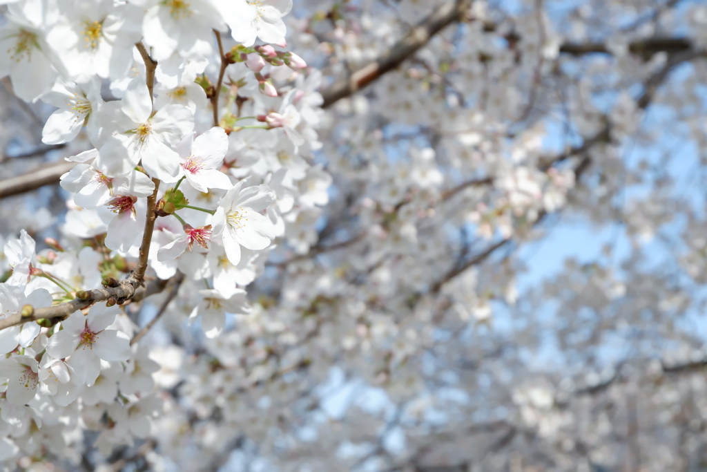 桜