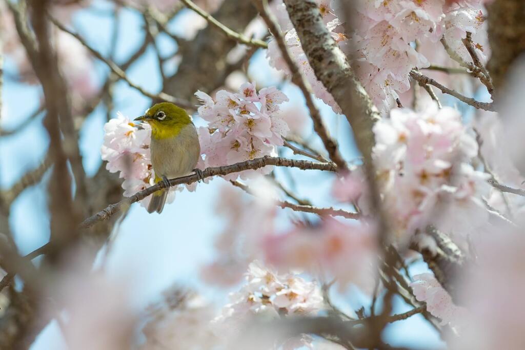 春めき桜と