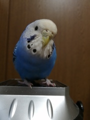 わたち、かわゅいでちか？