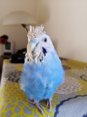 ヘアースタイル変えたよ。