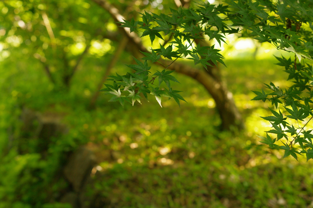 木々たちに囲まれて過ごせるところ。