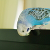 コメちゃんのお友だちがいるところ。