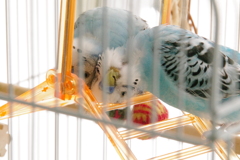 痒いでち。（笑）