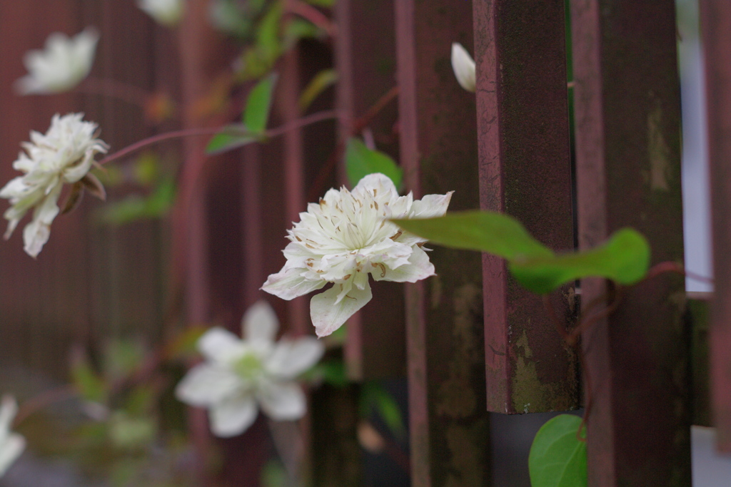 この花は枯れようとしてるのかな。