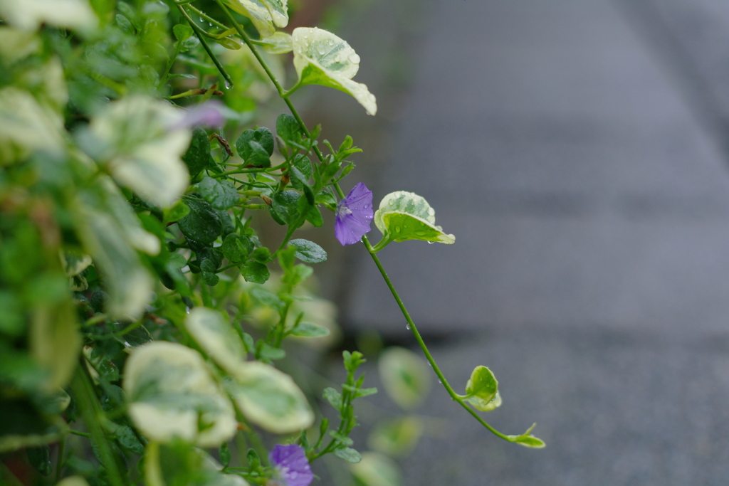 雨に濡れちゃおう！！