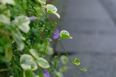 雨に濡れちゃおう!! 雨に濡れちゃおう!!