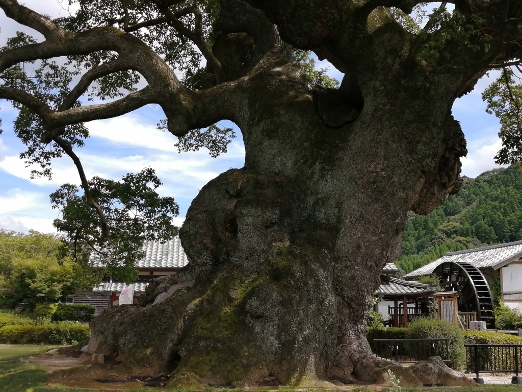 長寿の大木。