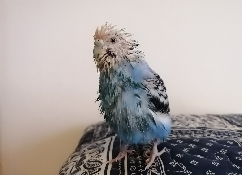 ミニ怪獣コメラ。