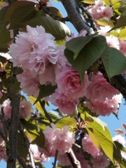 癒やされるお花たち