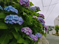 あじさい通り。