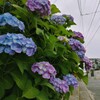 あじさい通り。