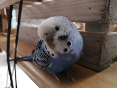 黒ポッチお気に入り。