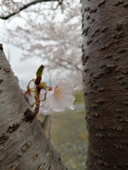 目立たないところで咲く桜。