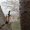 目立たないところで咲く桜。