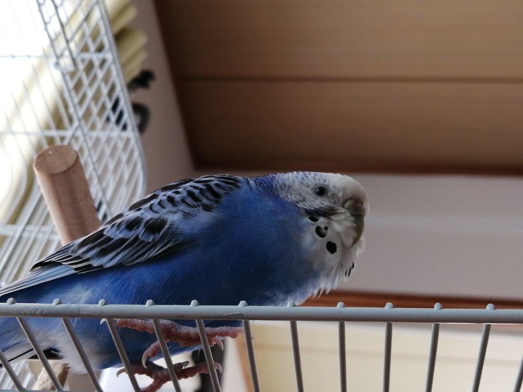 やる気がでなインコちゃん。