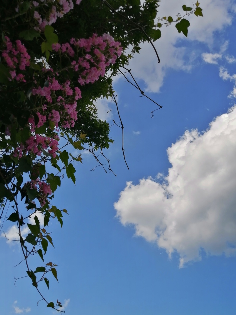 夏空と百日紅。