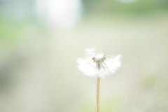 飛んでく飛んでくよ〜。