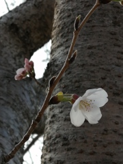 花咲く順番。(^o^)
