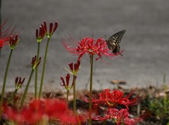 こちらの彼岸花の蜜はおいしいかな。