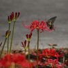 こちらの彼岸花の蜜はおいしいかな。