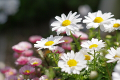 元気をくれる花々。