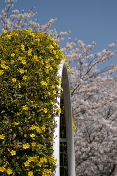 カロライナジャスミンと桜。