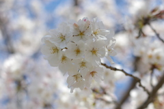 SAGA 桜。(*^^*)