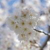 SAGA 桜。(*^^*)