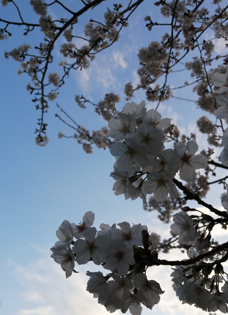 写真撮ってと桜さんたちが言ってそうです。