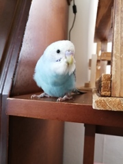 このお家に来て2日目でち。