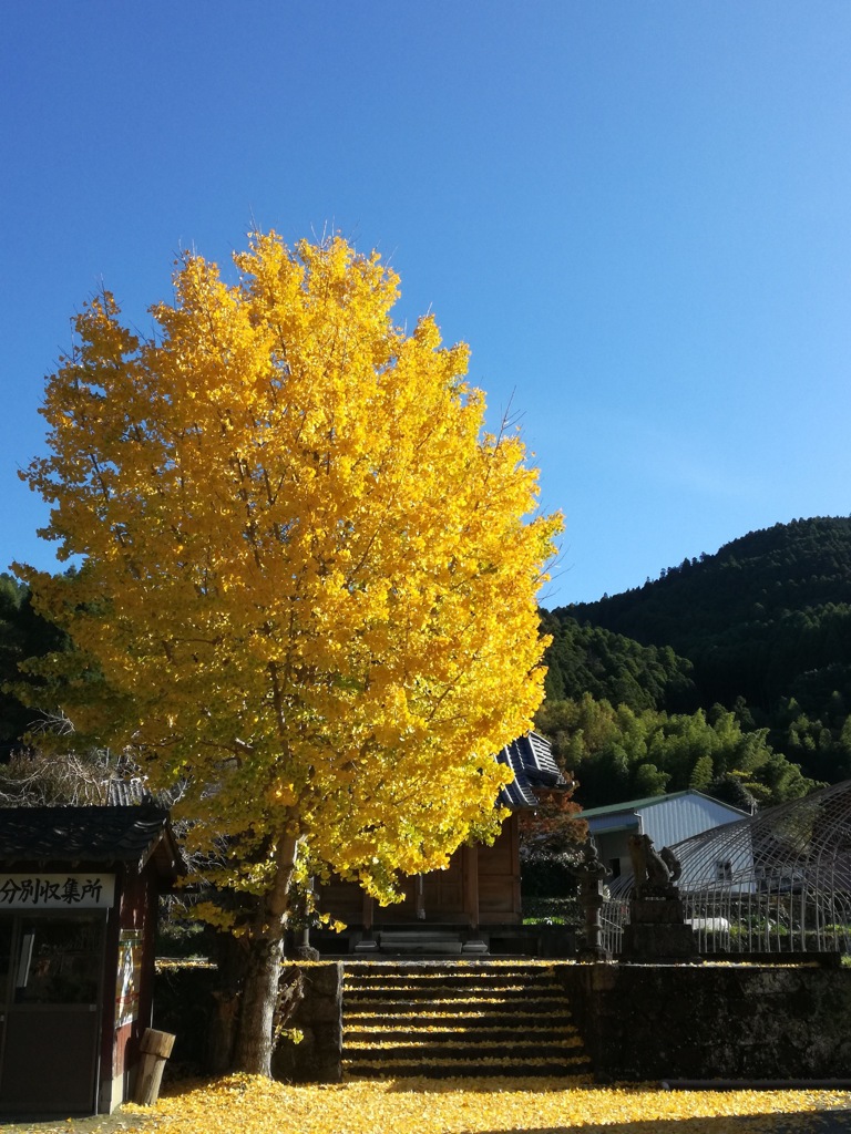 思い出の・・銀杏の紅葉。