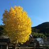 思い出の・・銀杏の紅葉。