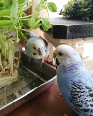 今日も一緒に豆苗食べるでちか？