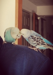 「カキカキしてあげるでち」