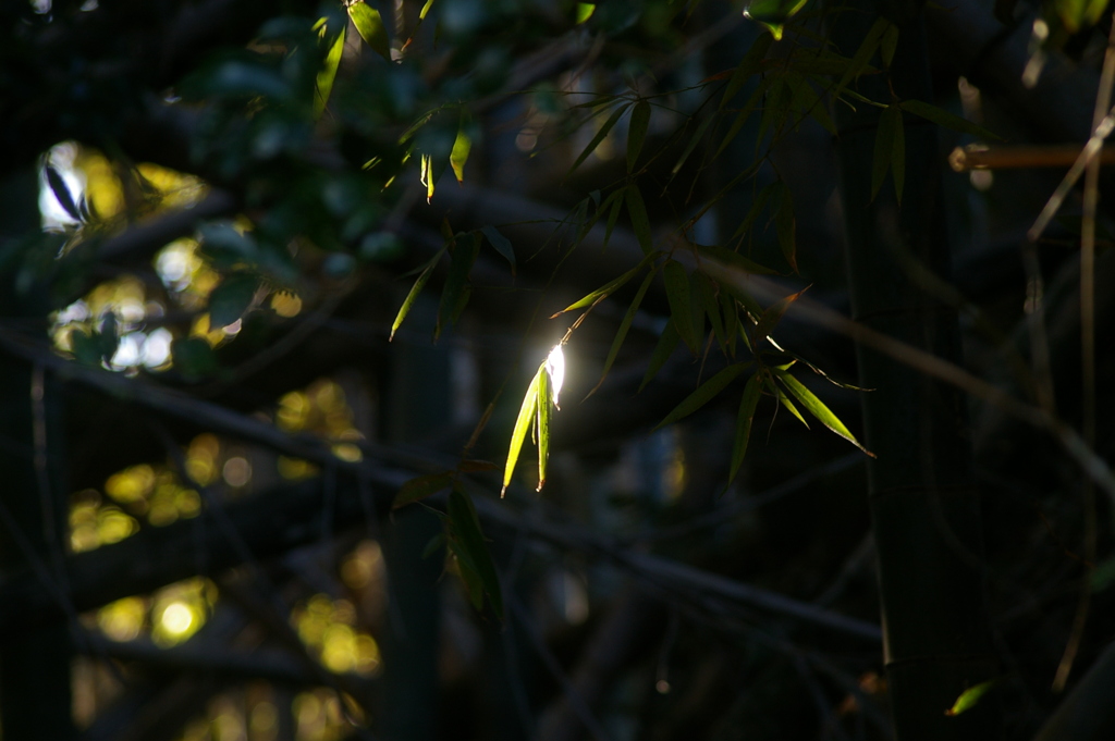 竹藪に差し込む光。