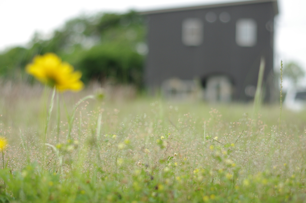 草花たちの５月。