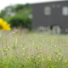 草花たちの５月。