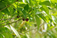 おや？実がなってる。