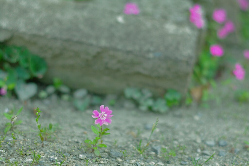ここにも咲いてたねっ。(*^^*)