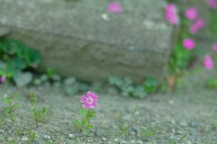 ここにも咲いてたねっ。(*^^*)