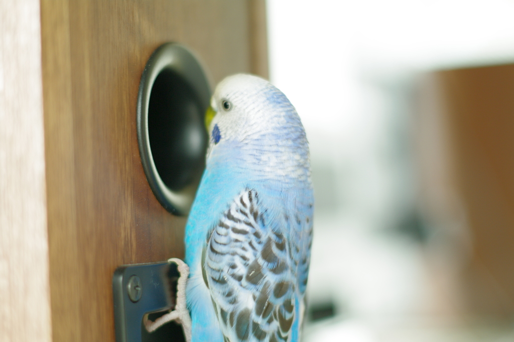 この物件いいでち。