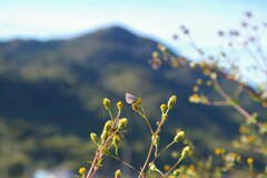 お山と小さな蝶。