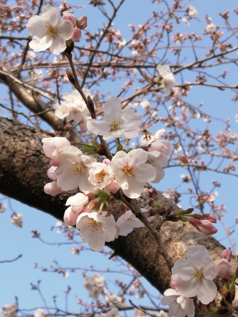 桜さんたち、今日はお天気でよかったね。