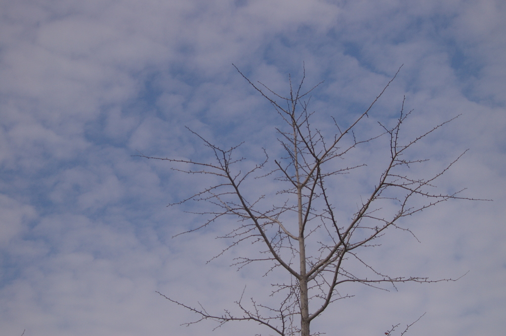空に向けてトゲトゲ。