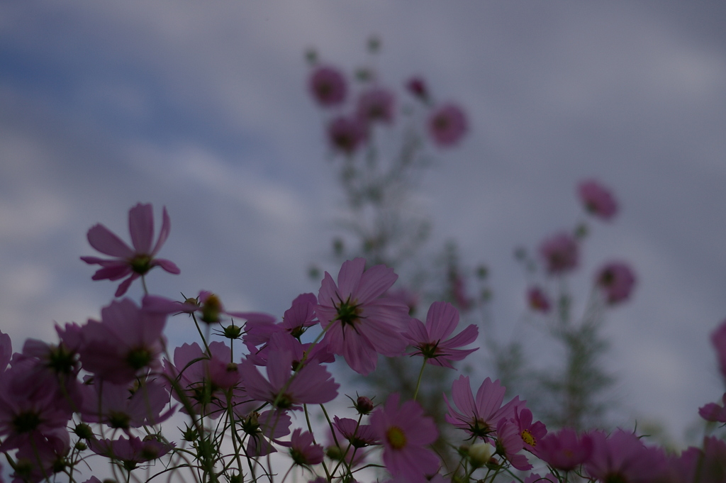 秋桜。