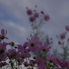 秋桜。